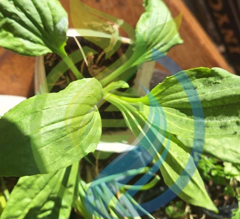 Plantain Plant