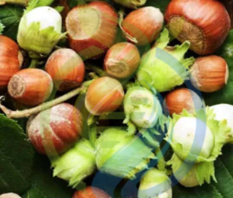 Hazelnut Tree