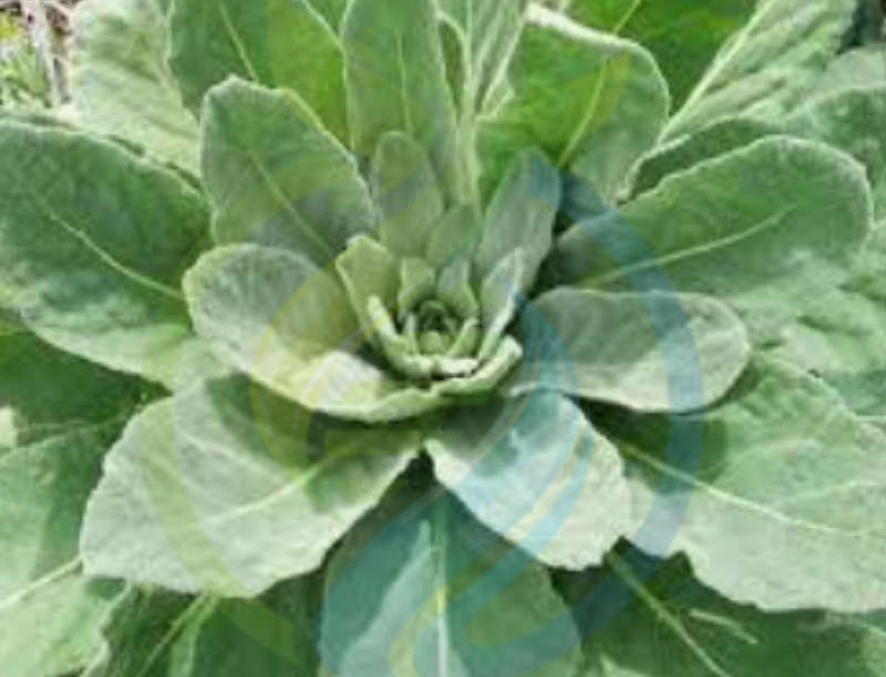 Mullein Plant