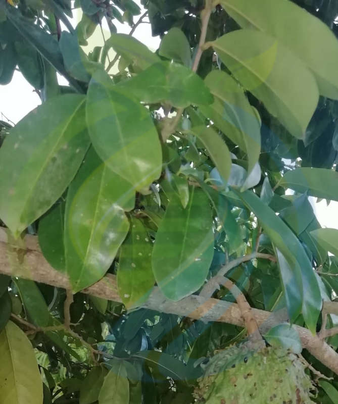 Soursop Leaves Fresh