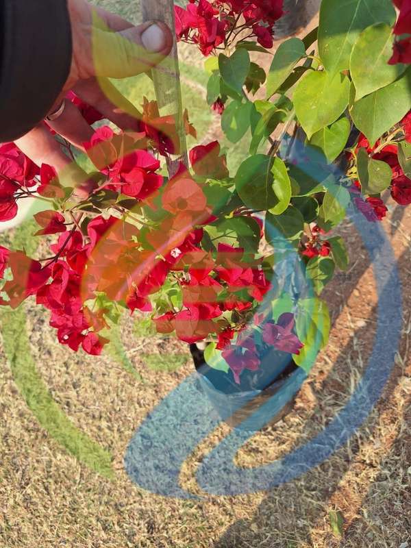 Red Bougainvillea plant