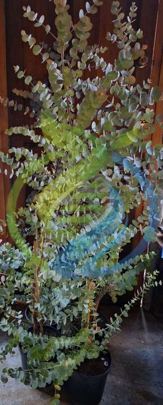Eucalyptus tree
