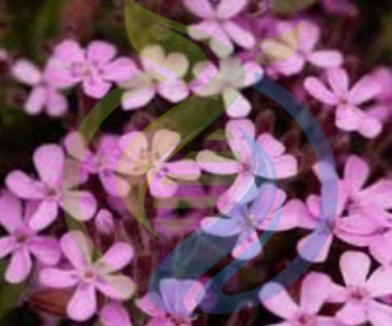 Soapwort Seed