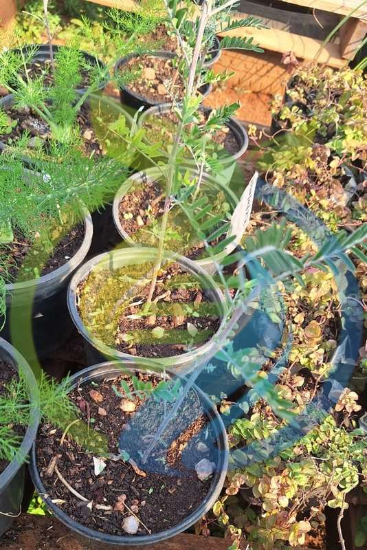 Cancerbush plant