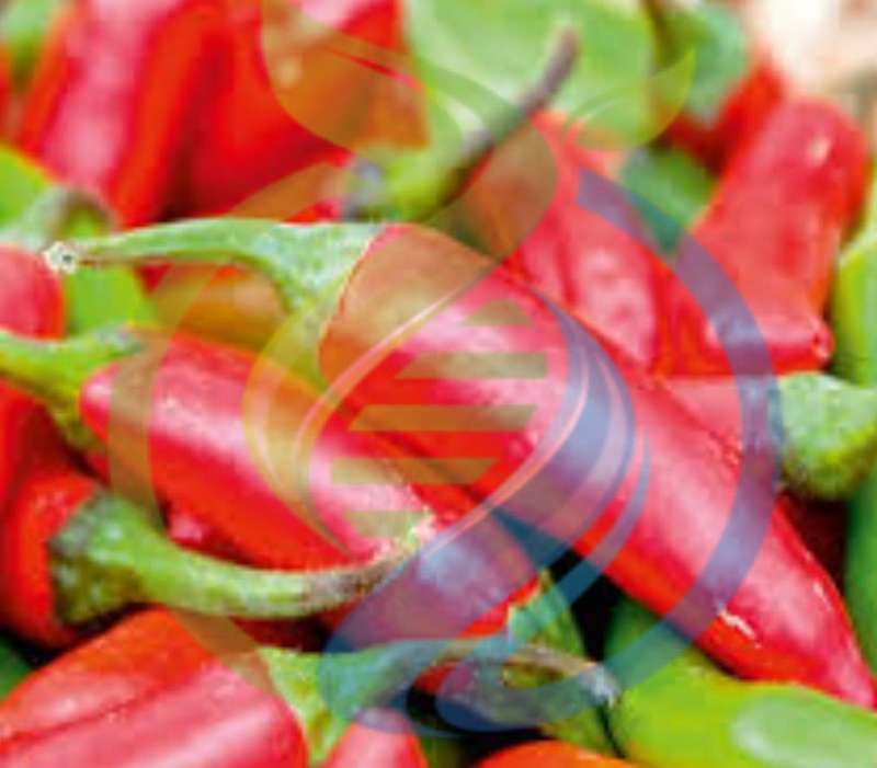 Red Serenade Chilli seed