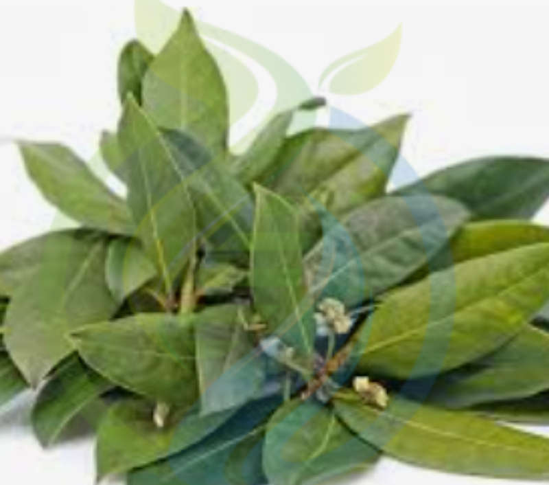 Bay Leaf Tree