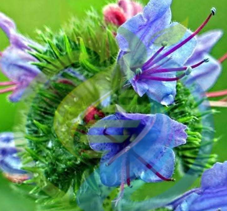 Viper Bugloss Seeds