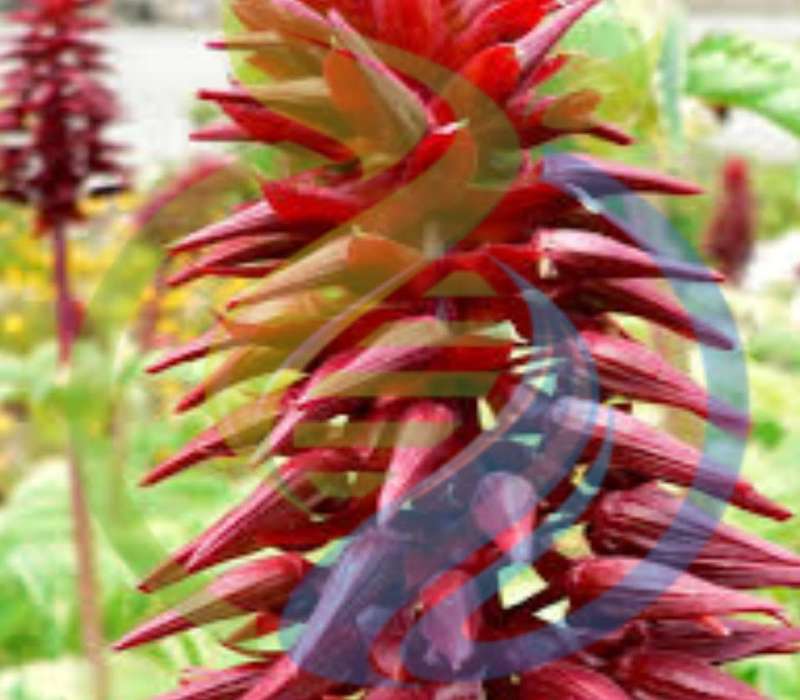 Honey flower seeds