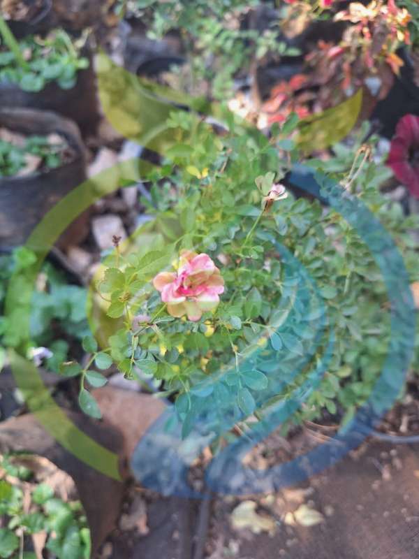 Miniature Rose tree