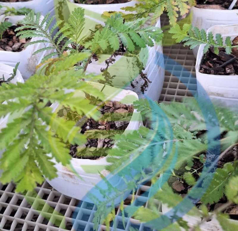 Tansy Plant