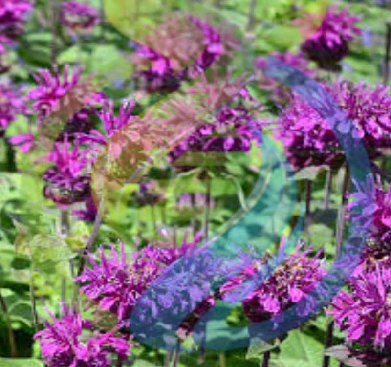 Bergamot Seed Purple
