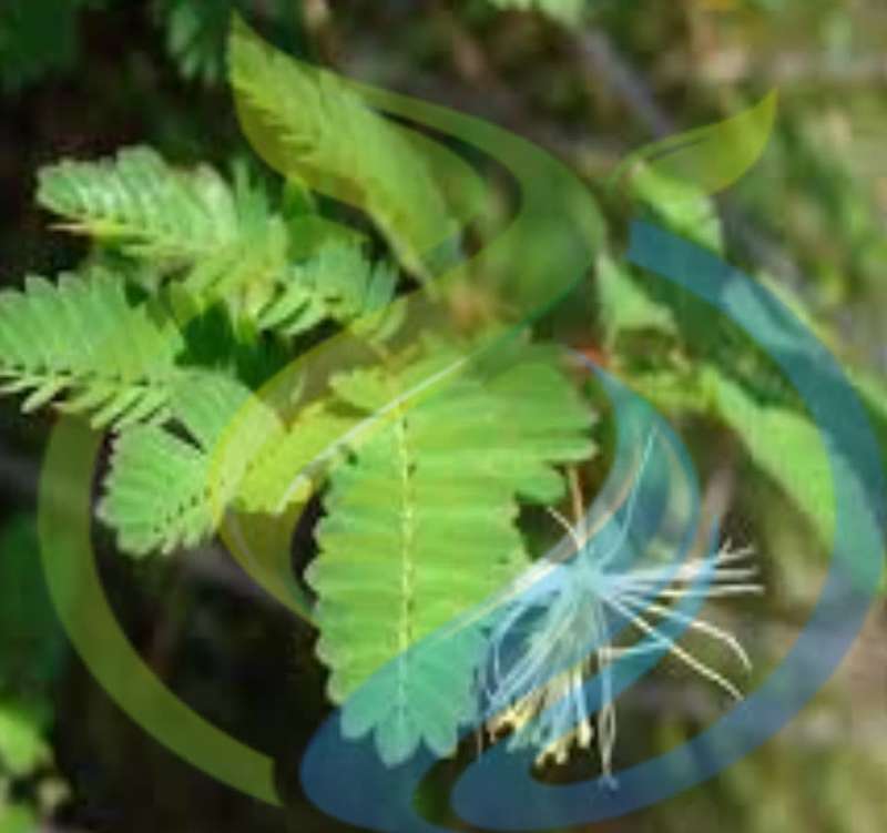 Desmanthus Virgatus