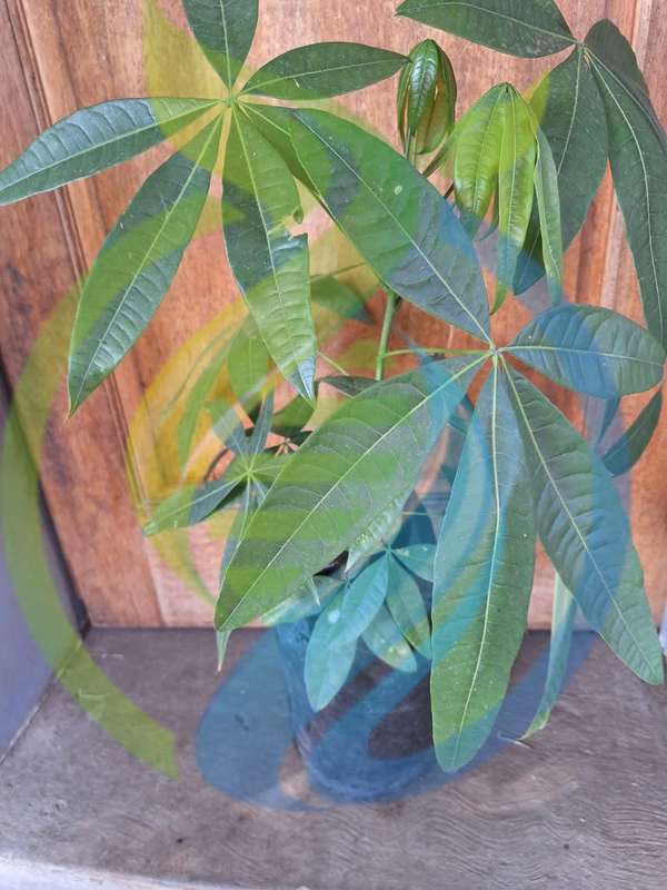 Pachira Money tree