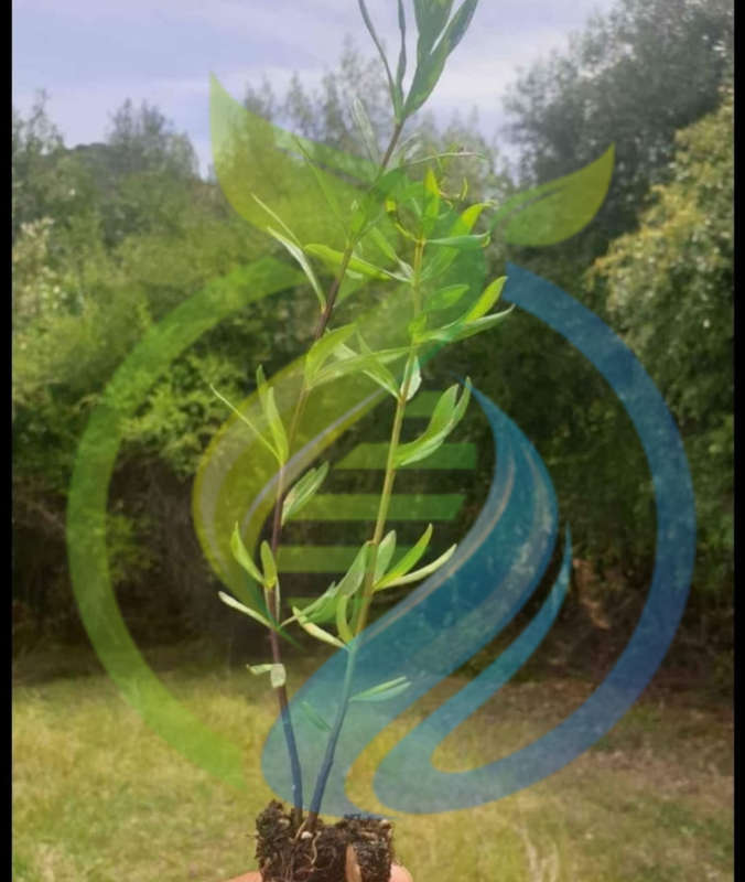 Honeybush tea plant Longifolia
