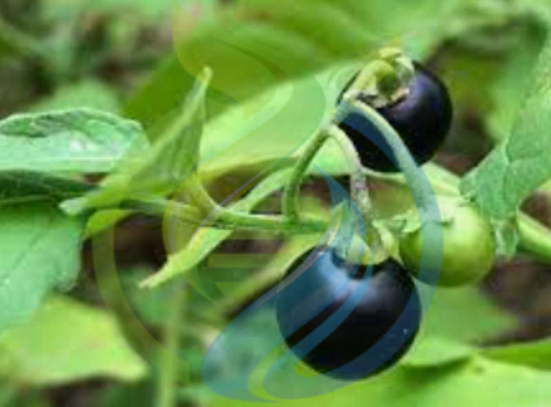 Black Nightshade Berry seed