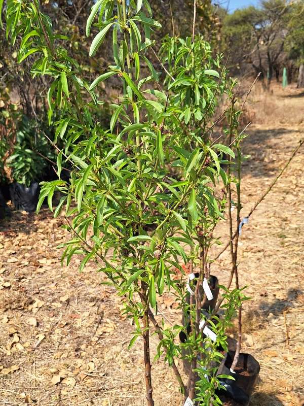 Almond Tree Peerless Variety