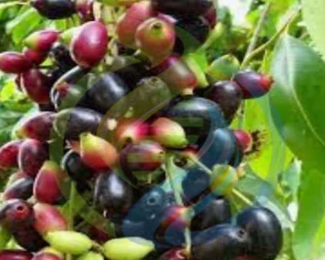 Java Plum Tree