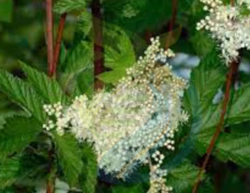 Meadowsweet Seed