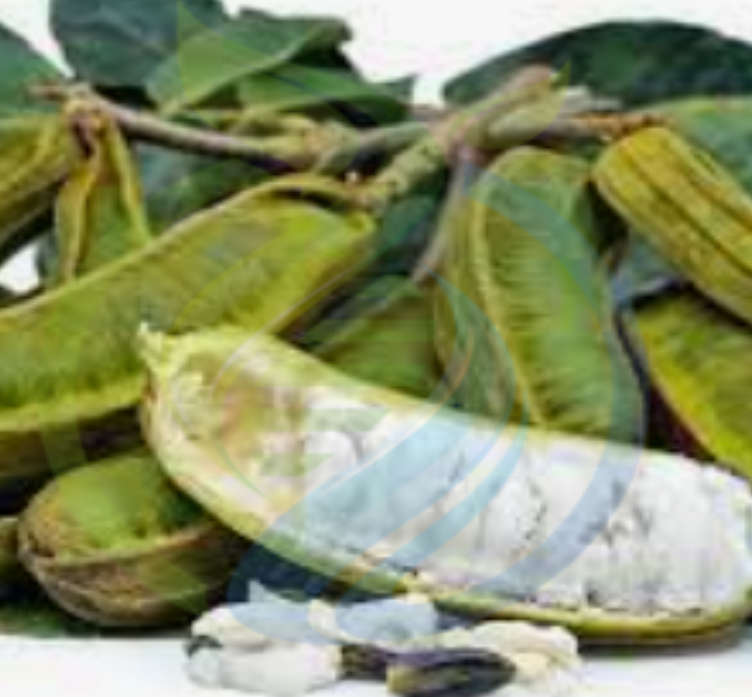 Ice Cream Bean tree