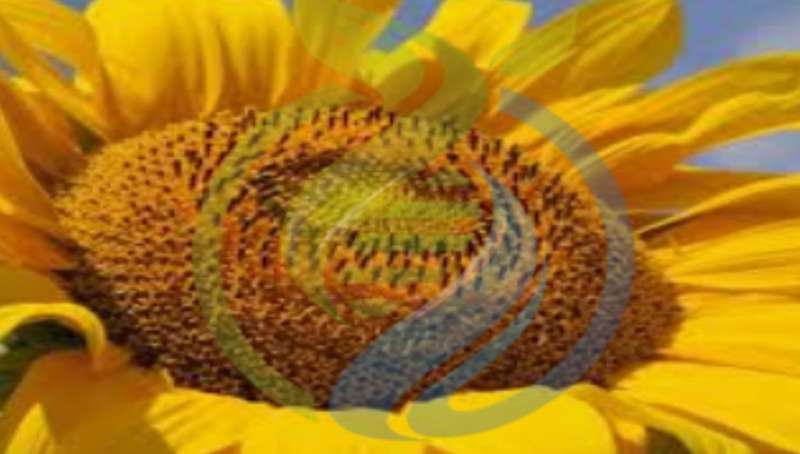 Giant Sunflower seeds