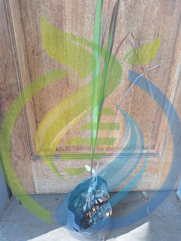 Citronella Grass Plant