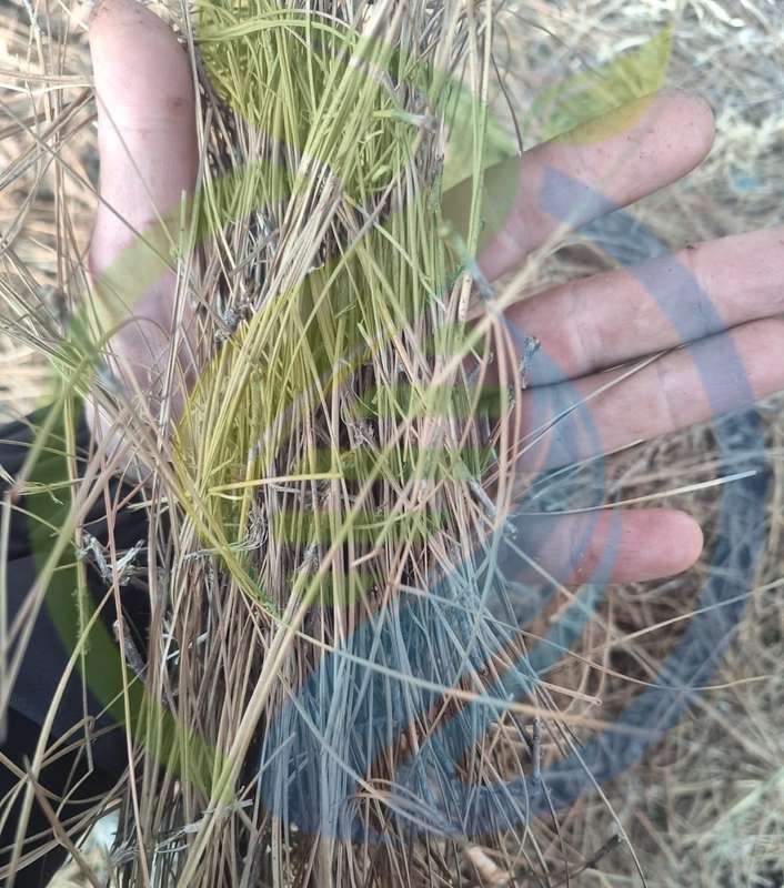 Pine Needles