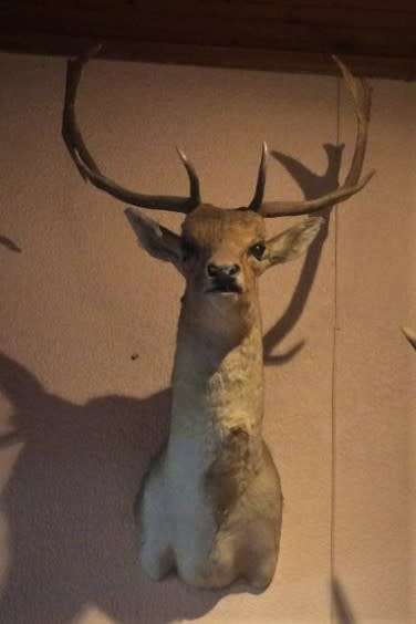 Fallow Deer Shoulder Mount