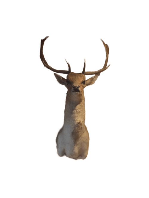 Fallow Deer Shoulder Mount