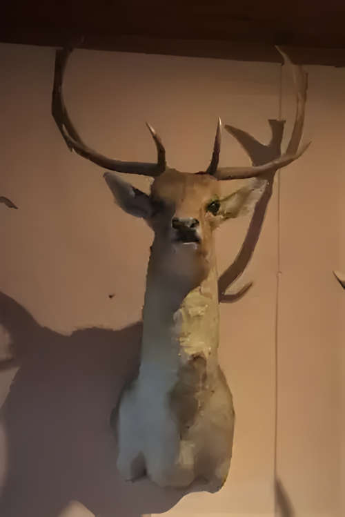 Fallow Deer Wall Mount