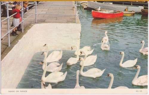 Vintage Post Card - Swans on Parade. Cotman Colour Post Card