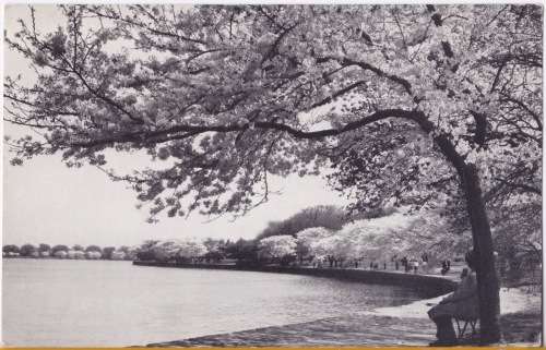 Vintage Post Card - Japanese Cherry Trees Around Tidal Basin - Artcard USA