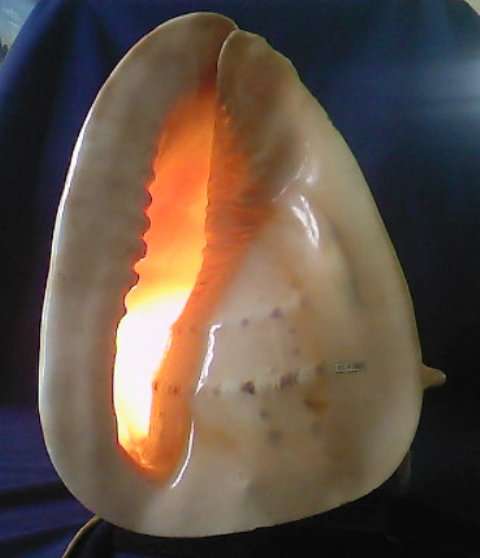GORGEOUS HUGE NATURAL SHELL LAMP