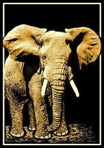 ***HALF PRICE SPECIAL FOR 2 RUGS!!*** AFRICAN BEAUTY RUGS 118cm x 170cm