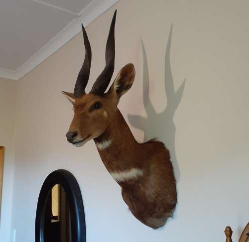 Bushbuck hunting trophy shoulder mount record quality