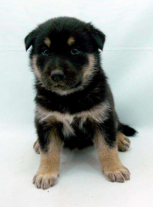 LABRADOR X HUSKY FEMALE PUPPY (Vicky)