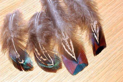 FEATHERS & QUILLS