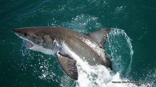 Adventure in Gansbaai - Charity Auction