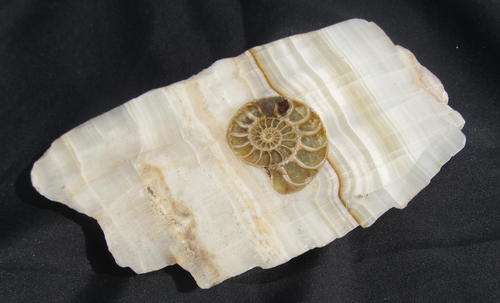 FOSSIL