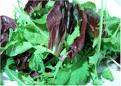 SWEET SALAD ROCKET ( 10 SEEDS PER PACK)