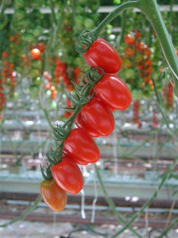 FAIRY TOMATO SEEDS( 10 seeds in pack)