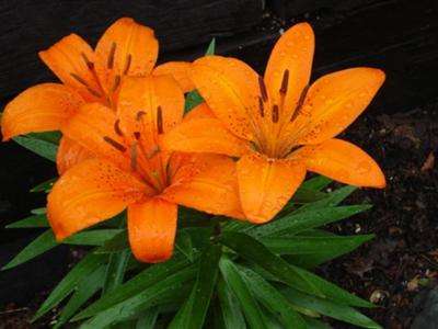 orange lilies ( 5 seeds in pack)
