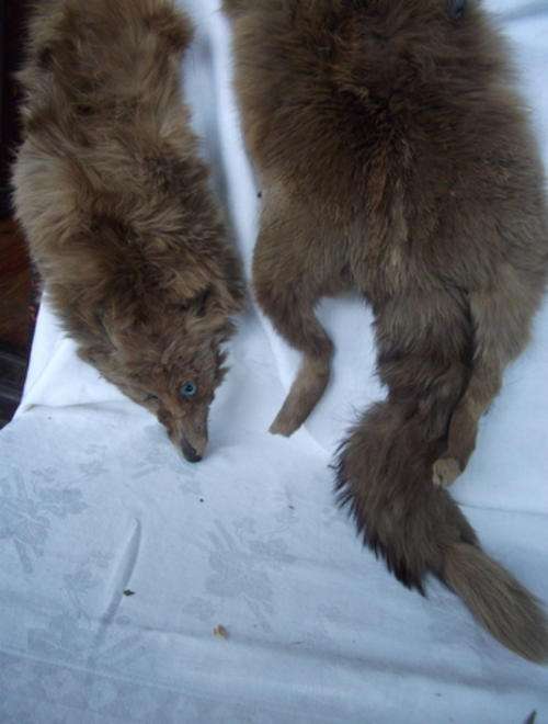 AN ANTIQUE FOX FUR
