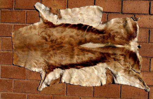 Springbok skin, hide! WENDYHOUSE-MANIA!