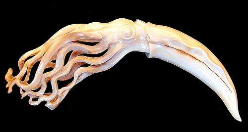 Fine GIANT SQUID carving