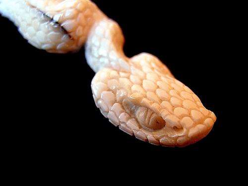 Fine SNAKE carving