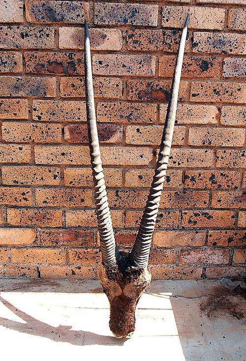 Large Gemsbok / Oryx horns