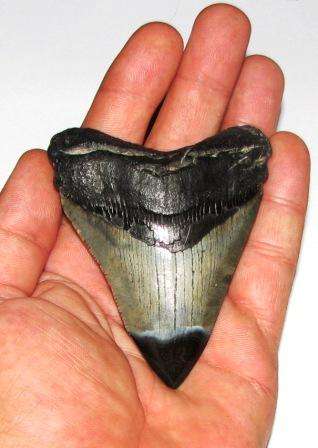 Authentic Megalodon Shark Tooth : Stunning Specimen