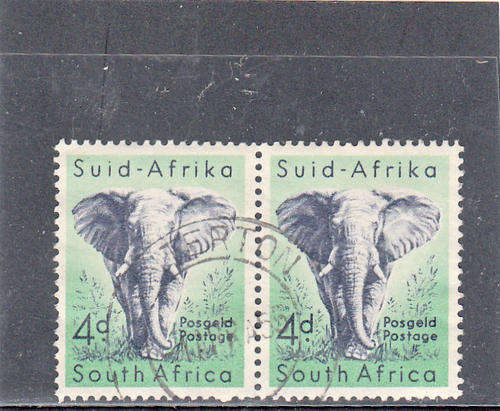 4d African Elephant