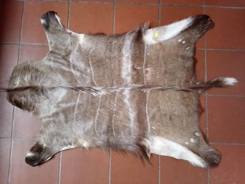 LOVELY KUDU SKIN 1 OF 2 AVAILABLE