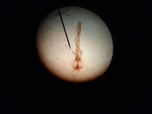 Microscope - My First Lab Mfl-02